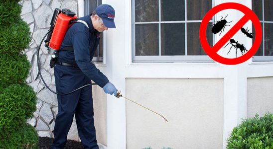 Çakmaklı Pire İlaçlama böcek ilaçlama ve haşere kontrolü — ilaclama-tr.com